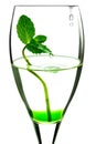 Mint in the wineglass