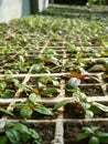 Mints in a greenhouse