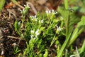 Minuartia biflora, also called the mountain sandwort Royalty Free Stock Photo