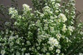 Minuartia groenlandica stitchwort green plant with white flowers background