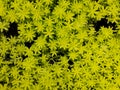 Minuscule foliage texture of Sedum succulent Sedum Japonicum Tokyo Sun.