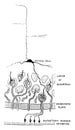 Minute Structure of Olfactory Bulb, vintage illustration