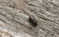 Minute tree-fungus beetle, Cis bidentatus on wood Royalty Free Stock Photo