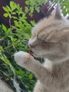 Minx Cat grooming in the backyard amongst garden