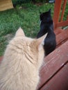 Minx Cat with Tuxedo cat enjoying the backyard