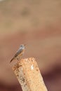 Miombo Rock Thrush Royalty Free Stock Photo