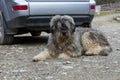 Mioritic romanian shepherd dog guarding a car Royalty Free Stock Photo