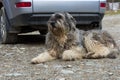 Mioritic romanian shepherd dog guarding a car