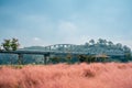 Mir island Pink muhly grass field and Gongsanseong fortress in Gongju, Korea