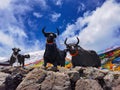 Mira mountain pass landmarks, prayer flags, and statues of sacred cows worshipped by Mani stone inscribed with scriptures.