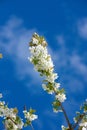 Mirabelle flower blooming with blue sky background in springtime. Closeup of a plant or flowerhead growing in a garden Royalty Free Stock Photo