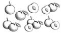 Mirabelle plum. Hand drawn sketch style summer fruit drawings. Best for package, summer market designs.