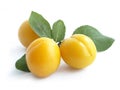 Mirabelle plum (Prunus domestica) Royalty Free Stock Photo