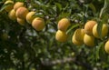 Mirabelle plum, yellow and red mirabelle plums, isolated on plum tree branch