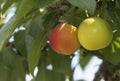 Mirabelle plum, yellow and red mirabelle plums, isolated on plum tree branch