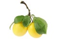 Mirabelle plums Royalty Free Stock Photo