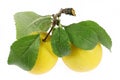Mirabelle plums Royalty Free Stock Photo