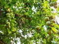 Mirabelle plums fruits hanging from the branches of a tree among green leaves Royalty Free Stock Photo