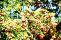 Fresh Mirabelle plums in the tree on summer time Royalty Free Stock Photo