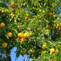 Mirabelle plums at the tree