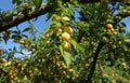 Mirabelle plums, or yellow plum, hanging on a tree full of fruits in summertime. Royalty Free Stock Photo