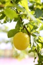Mirabelle yellow plum fruit in its tree Royalty Free Stock Photo