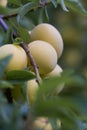Mirabelles - unripe fruits - macro shot
