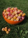 Mirabelles bowl Royalty Free Stock Photo
