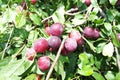 Mirabelles on branch