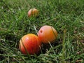 Mirabelles in gras Royalty Free Stock Photo