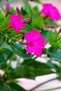 Mirabilis jalapa Royalty Free Stock Photo