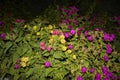 Mirabilis jalapa colorful flowers Royalty Free Stock Photo