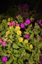 Mirabilis jalapa colorful flowers Royalty Free Stock Photo
