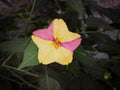 Mirabilis jalapa flower with two color