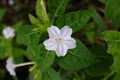 A Mirabilis jalapa flower Royalty Free Stock Photo