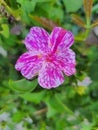 Mirabilis Jalapa flower, white and pink isolated in a garden. . Royalty Free Stock Photo