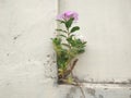 Mirabilis jalapa or four oclock flower grow on the wall