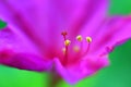 Mirabilis jalapa, the marvel of Peru