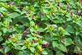 Mirabilis jalapa, the marvel of Peru or four o`clock flower, is the most commonly grown ornamental species