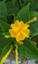 Mirabilis jalapa, the marvel of Peru or four o`clock flower Royalty Free Stock Photo