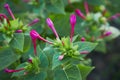 Mirabilis jalapa, the marvel of Peru or Four oclock flower or Beauty of the night