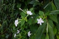 The Mirabilis jalapa plant and flowers Royalty Free Stock Photo