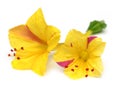 Mirabilis jalapa or sandhya moni flower Royalty Free Stock Photo