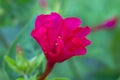 Mirabilis jalapa in summer garden Royalty Free Stock Photo