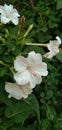 Mirabilis jalapa white flower garden plant Royalty Free Stock Photo