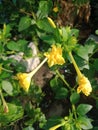 Mirabilis Jalapa yellow flower or in Indonesia it is called bunga pukul empat