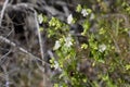 MIRABILIS LAEVIS BLOOM - TWENTYNINE PALMS - 050120 C Royalty Free Stock Photo