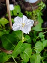 White Hendirikka Flower Sri Lanka ( Four o'clock flower )
