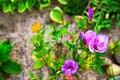 Mirabilis multiflora close up. erodium variabile pink flowers