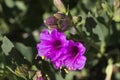 Mirabilis multiflora